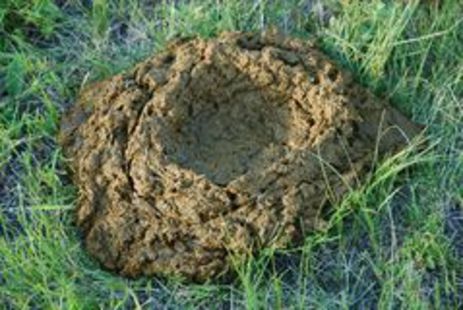 Cow Dung