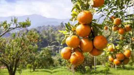 Orange Trees